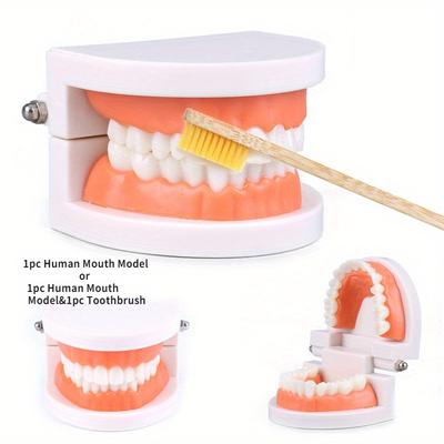 1PC Simulation Tooth Mold - Education Intelligent Teeth Brushing Props Simulate Real Life Body Art Model