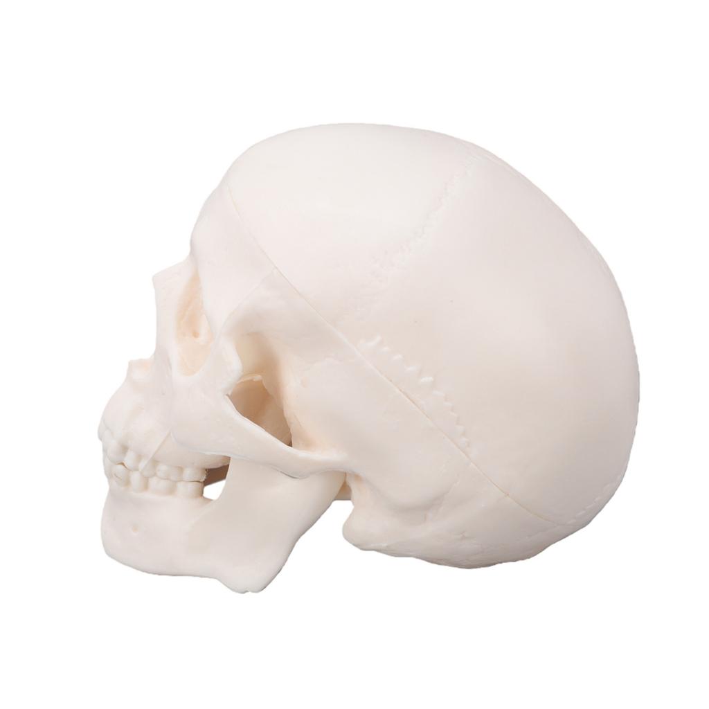 Skull Display Model 1Celsius2 Human Skull Model Teaching Educational Tool for Students Artists