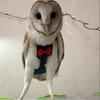 Bird Parrot Diaper Flight Suit Nappy Clothes For Green Cheek Conure Parakeet Cockatiels Pigeons Pet Birds Feces Pocket