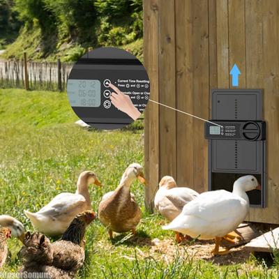 Automatische Hühnerstalltür, Induktion, elektrisch, Metall, intelligente Hühnerzeitsteuerung, automatisches Öffnen und Schließen der Hühnerstalltür, Farm-Management-Tool