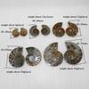 Elegant Pair Natural Ammonite Fossil Conch Specimen For Healing And Home Decor