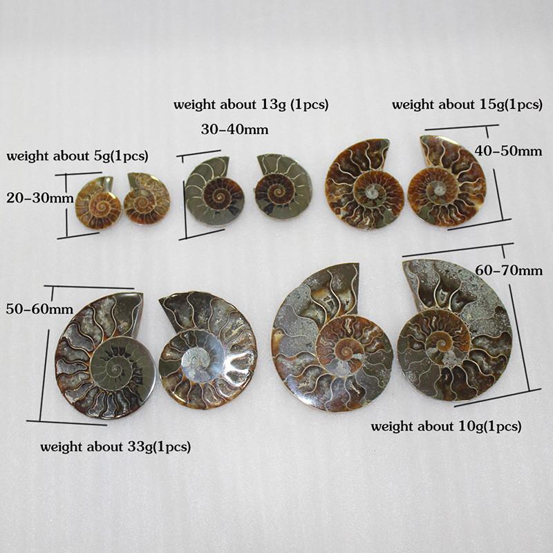 Elegant Pair Natural Ammonite Fossil Conch Specimen For Healing And Home Decor