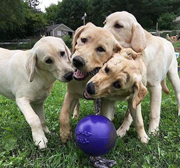 Jolly Pets Jolly Ball Romp Roll with Rope Purple 'n' (M/15.24cm)