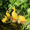 4 Pieces Cute Duck Statues Resin Animal Ornaments Outdoor Garden Patio Pond Decor Figurines