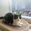 1pc Pet Cat Scratching Board Extra Large Oval Sisal Cat Nest Wear-resistant and Non-shedding Cat Scratching Box Cat Supplies