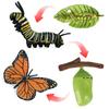 Plastic Models Chicken Simulation Animals Life Cycle Figurine Action Figures Growth Cycle Model