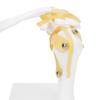1:1 Life-Size Human Anatomy Shoulder Joint Model Shoulder Blade Model with Ligaments