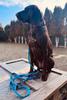 Dog Leash with Shock Absorber, Short Adjustable, with Handle, 280cm, TURQUOISE, AMOhand, Fasten