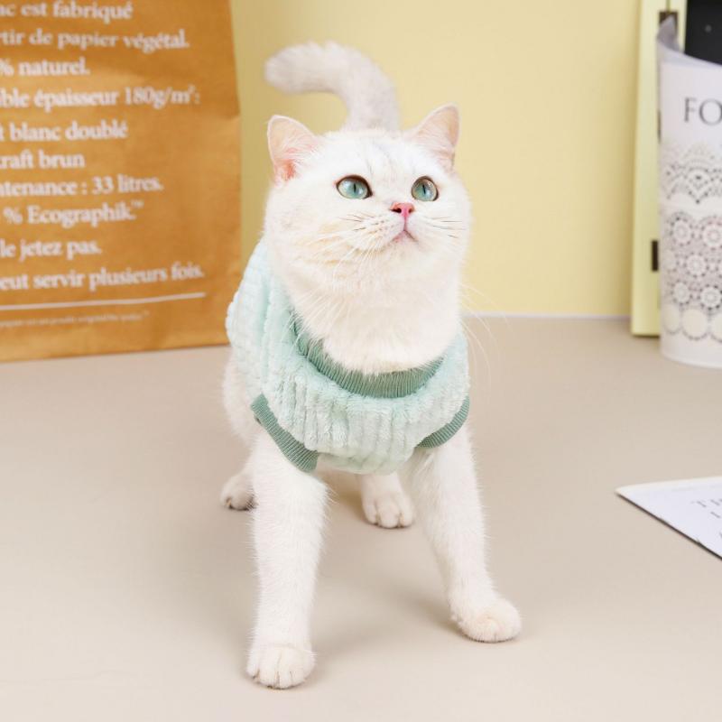Gato Con Ropa Gato Con Ropa