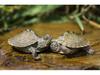 Mississippi Map Turtle Hatchlings - Outdoor Pond Pets, Small Deep Water Turtles, Internet Favorites