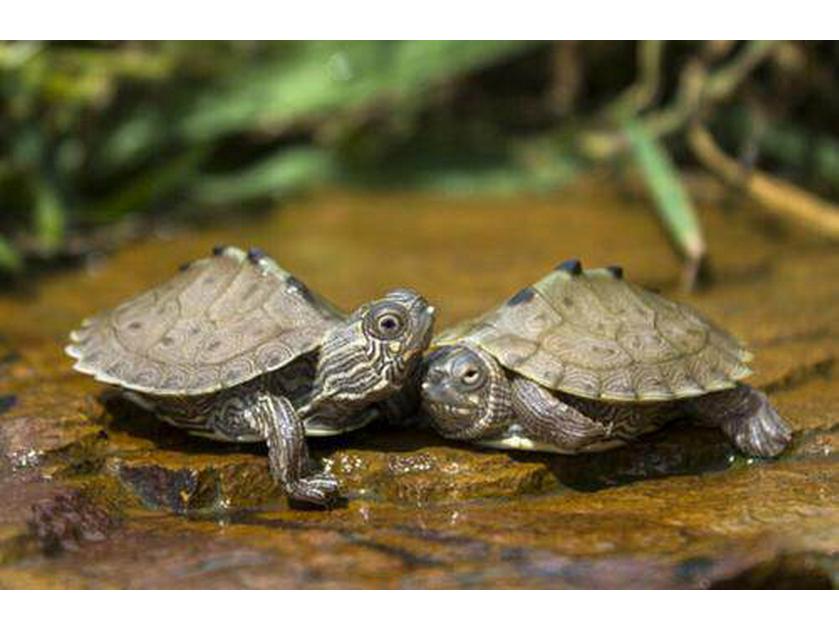 Mississippi Map Turtle Hatchlings - Outdoor Pond Pets, Small Deep Water Turtles, Internet Favorites