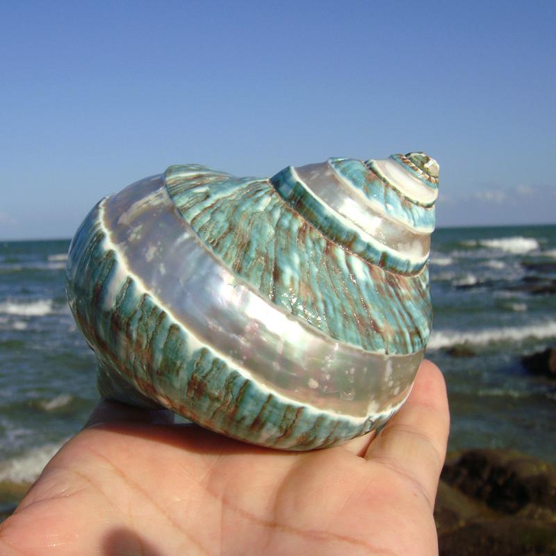 Large Conch Seashell Ornament for Wall Decor, Aquarium Aquascaping, and Sea Sound Collection