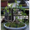 Bonsai Training Wire 1/2Pcs 5 Meters Non-Toxic Aluminum for Garden Potted Plant Support Shaping Home Yard Gardening