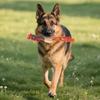 Interactive Plush Squeaky Toy, Chicken-shaped, Suitable For All Dogs As A Teething And Chewing Toy
