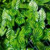 118 "artificial Panel Topiary Hedge Plant, Privacy Screen Suitable for Outdoor, Indoor,