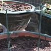 2-Pack Half Round Metal Green Garden Support Stake Garden Plant Support Wire Cage for Rose Flowers Vine Tomato (9.8'' Wide x 15.7'' High)