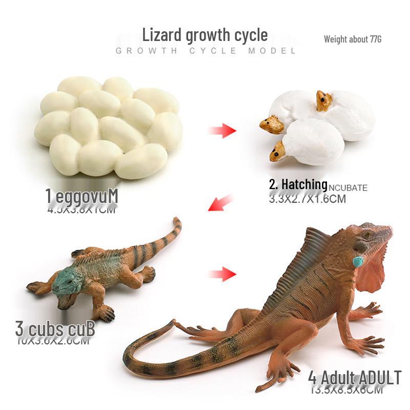 Animal Growth Cycle Models: Chicken, Duck, Goose, Butterfly, Turtle, Frog Montessori Teaching Figurines