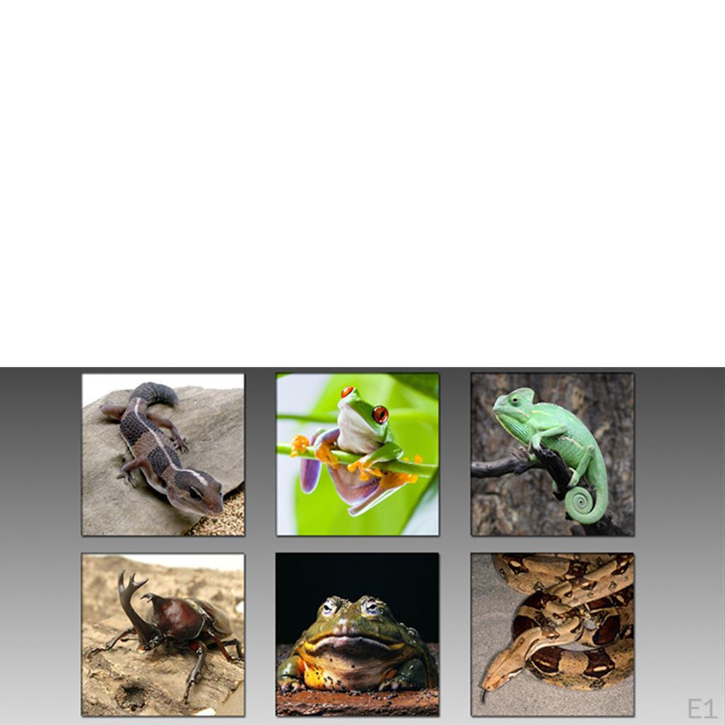 Feeder Food Bowl Anti- Dish with Suction Cup Basin