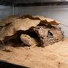 Caverna Esconderijo para Répteis Abrigo de Casca Natural para Tartaruga Lagarto Gecko Escorpião Aranha Anfíbio Decoração de Terrário Habitat Escalada