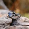 Vintage Faux Moonstone Round Leaves Women Inlaid Rose Ring Party Jewelry Decor