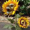 1pc Creepy Skull Sunflower Flowers Skull Festival Art Craft Garden Decoration Simulation Flower Ornaments Halloween Decorations