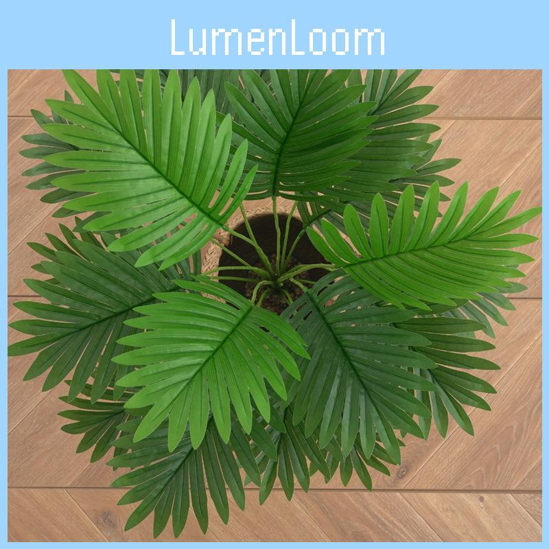 Dypsis Lutescens Greenery For Interior Decor And Garden Photography Props