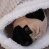 Tunnel Soft Cat Sleeping Bag Pocket Type Semi-closed Winter Cat Bed Thickened Comfortable Cat Warm Nest Kitten Supplies