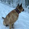 Fashion Big Dog Collar Reflective Adjustable Pet Collars for Small Medium Large Dogs German Shepherd Whippet Pets Accessories
