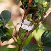100 Stück Premium PP Pflanzenclips für Tomaten Gurken Paprika Melonen Rankenpflanzen Blumen Gartenstütze Aufrechtes Wachstum Belüftet