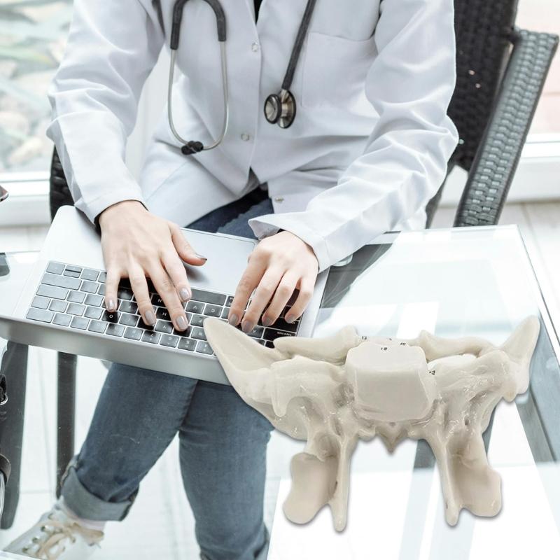 Human Skeleton Anatomical Model Temporal Bone Model Teaching Aid Human Ethmoid Bone Model for Science Class