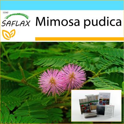 Gift Set - Sensitive Plant - 70 Seeds - With Gift Box, Card, Label and Potting Substrate - Mimosa Pudica