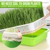 Plastic Sprouting Tray Pots Props Set Tools Accessory Cells