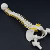 17.7Inch Spine Bone Human Spine Model for Anatomy Study Education Use Shows Vertebrae Nerves Lumbar Column Male Pelvis