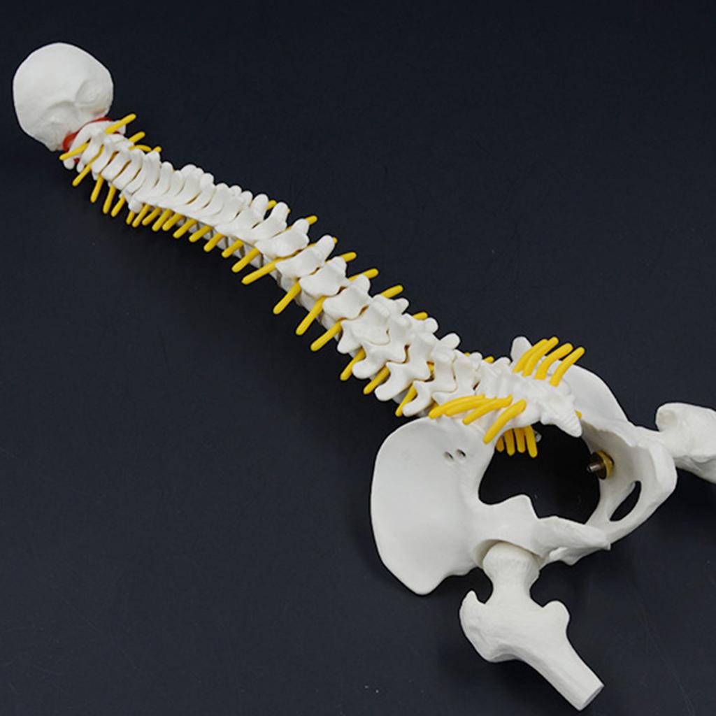 17.7Inch Spine Bone Human Spine Model for Anatomy Study Education Use Shows Vertebrae Nerves Lumbar Column Male Pelvis
