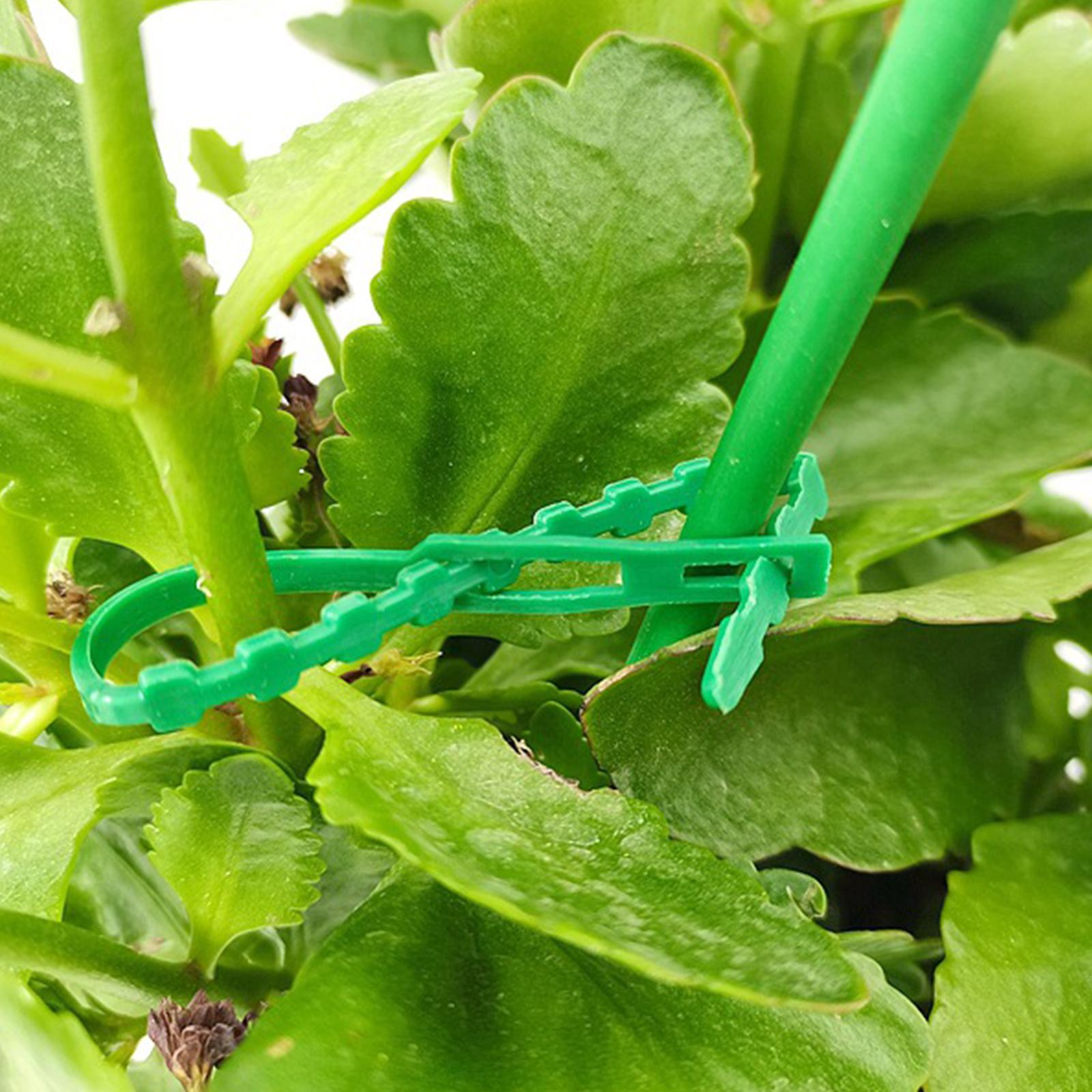 150 Attaches Réglables Pour Plantes - Jardinage, Tuteurage Tomates - Vertes, Réutilisables - 17cm