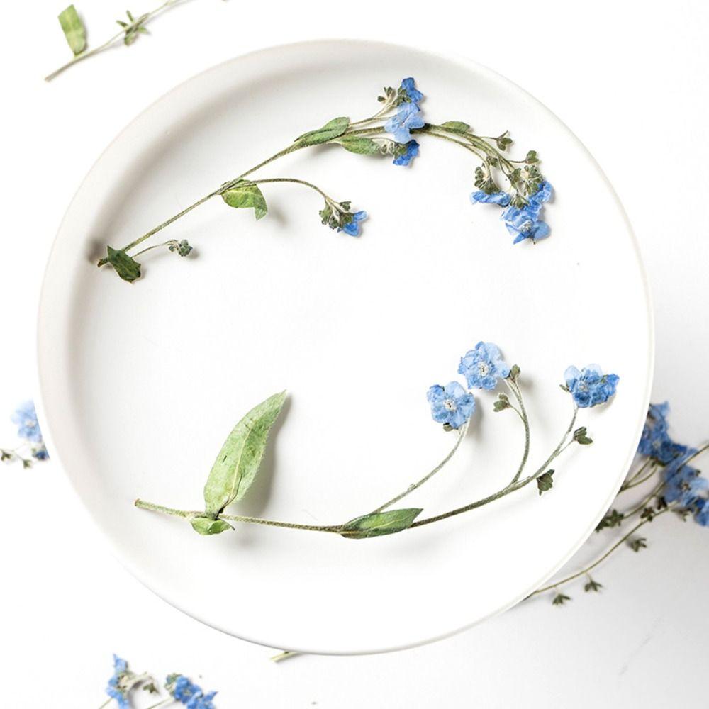 Art Candle Making Natural Card Pressed Flower Don't Forget Me Forget-Me-Not with Stem Dried Flowers
