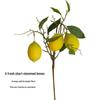 Composizione Floreale Fresca Stile Foresta con Rami di Limone per Decorazione Soggiorno o Vetrine