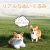 Chongker Corgi Hundefigur, Lebensechte Tierfigur, Plüschtiergeschenk, Welsh Corgi Tierplüschtier, Freund, Kind, Freund, Geburtstag, Geschenk,