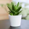 Ceramic Flower Pot, White, 8.5 Cm