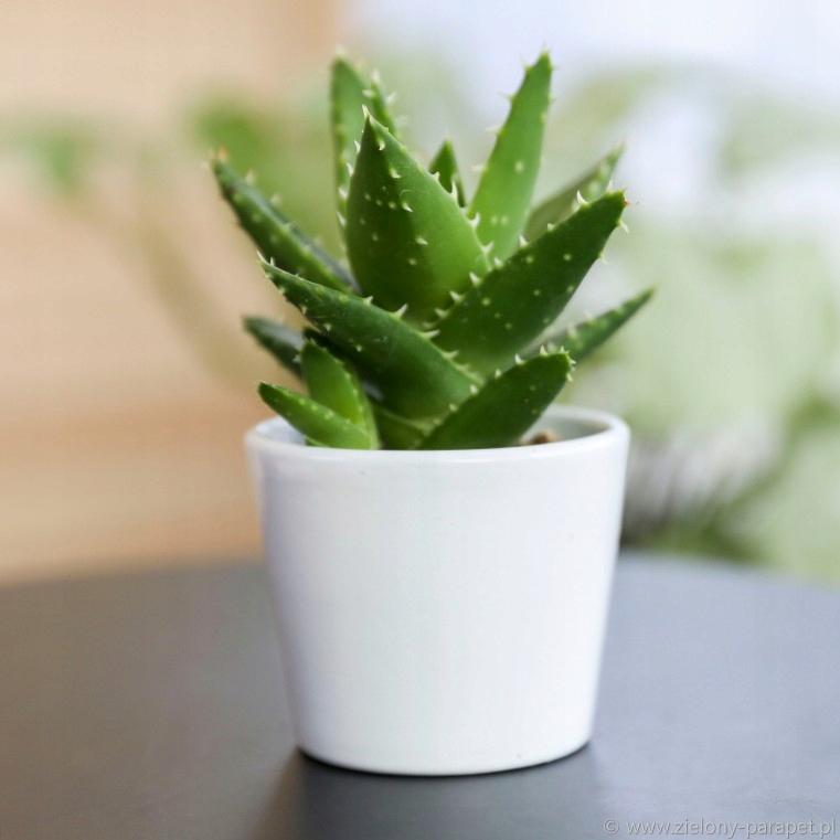 Ceramic Flower Pot, White, 8.5 Cm