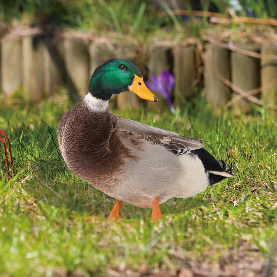 Dekoracja Kaczka Realistyczna Żywa Ozdobna Dwustronny Nadruk Rustykalna Akrylowa Statua Ogrodowa Drobiu na Podwórko