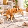 Golden Retriever Dog Plush Toy Weird Gag Stuffed Dog Funny Husky Plush Pillow  Kids Toy