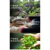 Yunnan Pu'er Tea Cake Jingmai Mountain 357g Raw Tea Cake