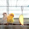 1pcs Parrot Stainless Steel Fruit Fork Toy Bird Cage Supplies Fruit Bird Feeder Pet Parrot Accessories Pet Bird Supplies