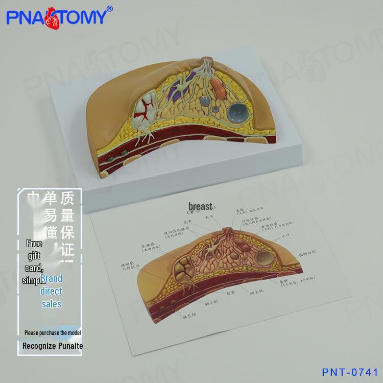 Gynecological Breast Anatomy & Pathology Teaching Model 20*15*10cm