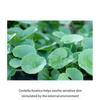 LEBENDIG:LAB - Centella Dressing Pulver Bulk Up