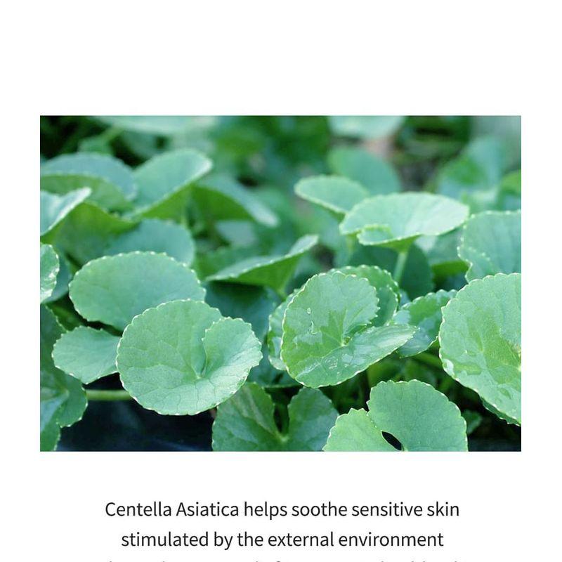 LEBENDIG:LAB - Centella Dressing Pulver Bulk Up