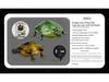 Bionic Remote-Controlled Animal Toy: Cockroach, Centipede, Frog, Crab, Prank Spider, Boa Constrictor, Mouse.