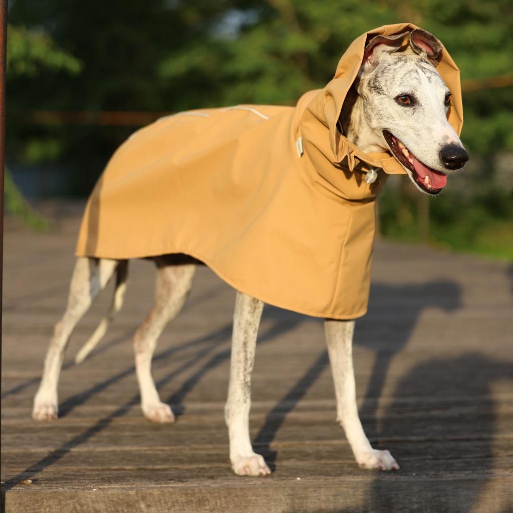 Solid Color Raincoat for Italian Greyhound Whippet in Spring Summer Lightweight Waist Adjustable Windproof Jacket for Pet Dogs 5