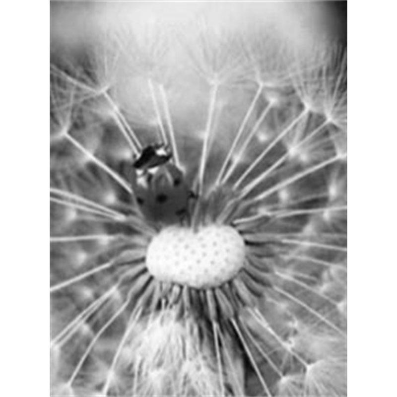 

DIY Алмазная картина Черно-белый одуванчик Набор для вышивки крестом Мозаичное искусство Алмазная картина Полный круг/квадрат Алмазное украшение для дома Round 50x70cm
